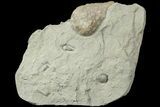 Cystoid (Holocystites) Fossil - Indiana #186793-1